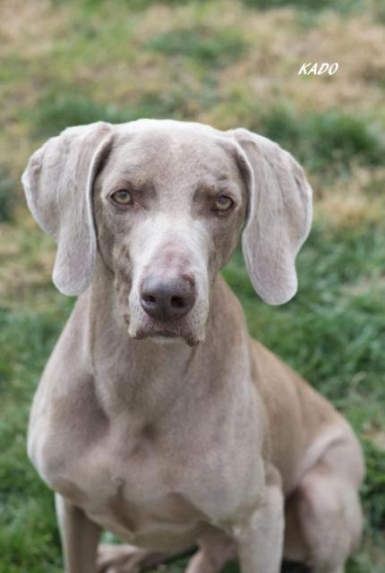 Kado Recent Sit